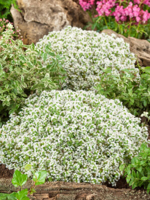 Thymus serpyllum 'Albus'