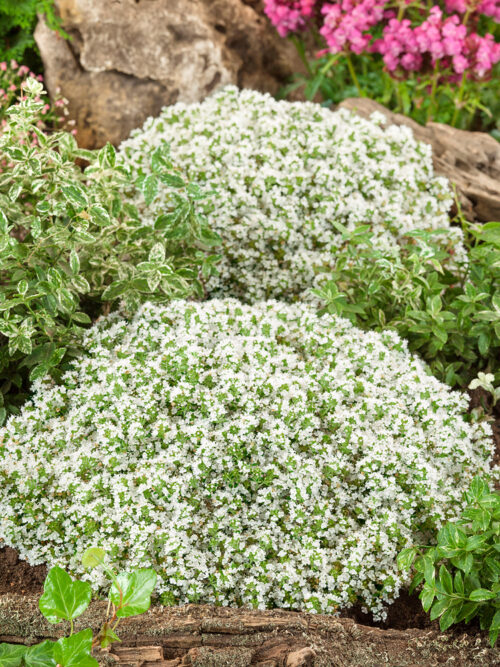 Thymus serpyllum 'Albus' - Obrázek 1
