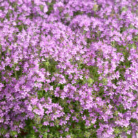 Thymus praecox v. pseudolanuginosus