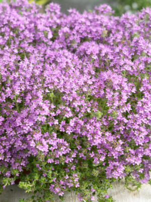 Thymus praecox v. pseudolanuginosus