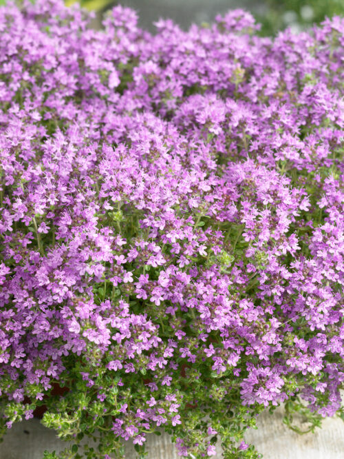 Thymus praecox v. pseudolanuginosus - Obrázek 1