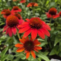 Echinacea purpurea 'Papallo Classic Orange'
