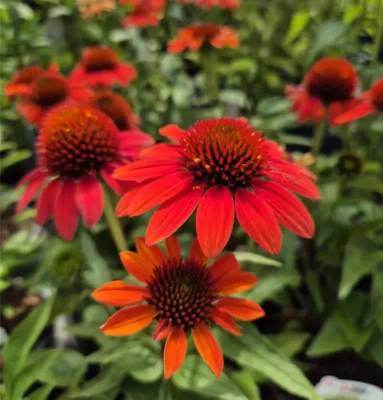 Echinacea purpurea 'Papallo Classic Orange'