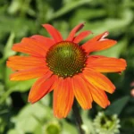 Echinacea purpurea 'Papallo Classic Orange' - Obrázek 2