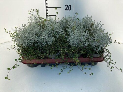 Muehlenbeckia & Calocephalus - Obrázek 2