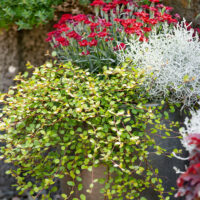 Muehlenbeckia & Calocephalus