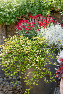 Muehlenbeckia & Calocephalus