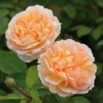 ROSA 'David Austin'® 'The Lady Gardener'® - Obrázek 4