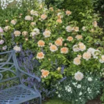 ROSA 'David Austin'® 'The Lady Gardener'® - Obrázek 2