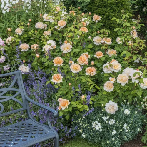 ROSA 'David Austin'® 'The Lady Gardener'® - Obrázek 2