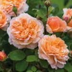 ROSA 'David Austin'® 'The Lady Gardener'® - Obrázek 3