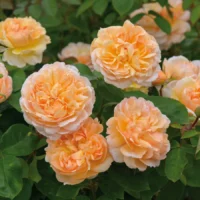ROSA 'David Austin'® 'The Lady Gardener'®