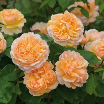 ROSA 'David Austin'® 'The Lady Gardener'®