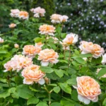 ROSA 'David Austin'® 'The Lady Gardener'® - Obrázek 5