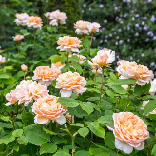 ROSA 'David Austin'® 'The Lady Gardener'® - Obrázek 5