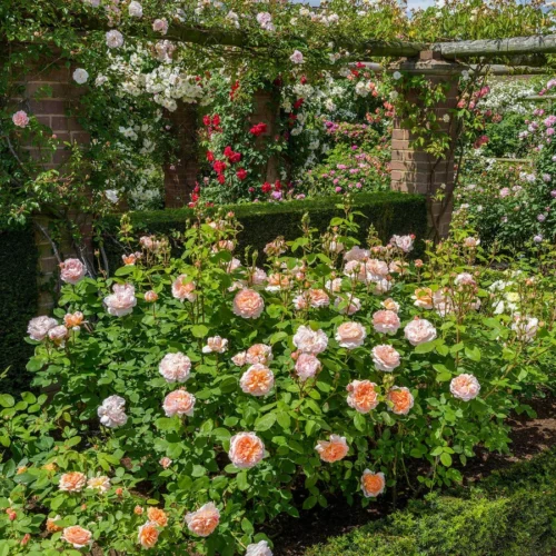 ROSA 'David Austin'® 'The Lady Gardener'® - Obrázek 6