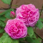 ROSA 'David Austin'® 'Gertrude Jekyll'® - Obrázek 2