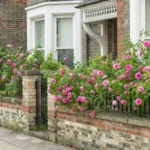 ROSA 'David Austin'® 'Gertrude Jekyll'® - Obrázek 3