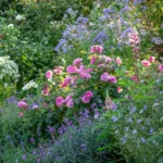 ROSA 'David Austin'® 'Gertrude Jekyll'® - Obrázek 4