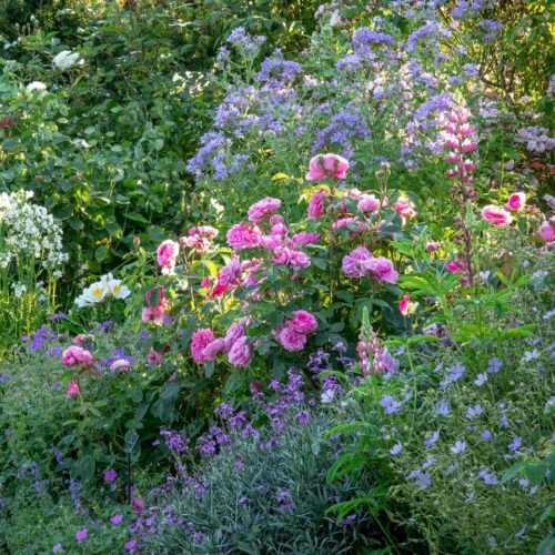 ROSA 'David Austin'® 'Gertrude Jekyll'® - Obrázek 4