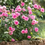 ROSA 'David Austin'® 'Gertrude Jekyll'®