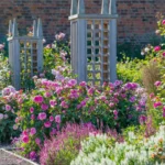 ROSA 'David Austin'® 'Gertrude Jekyll'® - Obrázek 5