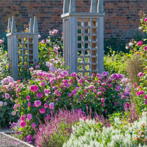 ROSA 'David Austin'® 'Gertrude Jekyll'® - Obrázek 5