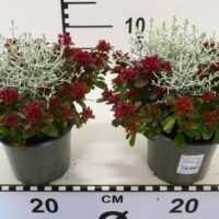 Sedum Spot on Deep Rose & Calocephalus