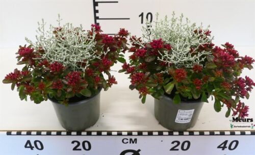 Sedum Spot on Deep Rose & Calocephalus - Obrázek 1