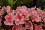Rhododendron Encore®'Autumn Sunburst'® - Obrázek 3