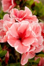 Rhododendron Encore®'Autumn Sunburst'® - Obrázek 2