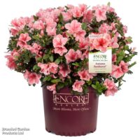 Rhododendron Encore®'Autumn Sunburst'®