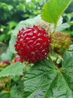 Rubus idaeus 'Raspberry Tower'®PBR - Obrázek 5