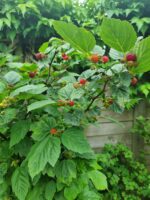 Rubus idaeus 'Raspberry Tower'®PBR - Obrázek 4