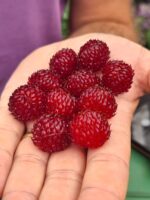 Rubus idaeus 'Raspberry Tower'®PBR - Obrázek 3