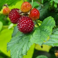 Rubus idaeus 'Raspberry Tower'®PBR