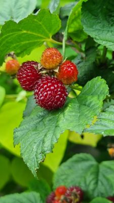 Rubus idaeus 'Raspberry Tower'®PBR