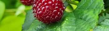 Rubus idaeus 'Raspberry Tower'®PBR