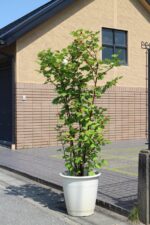 Rubus idaeus 'Raspberry Tower'®PBR - Obrázek 6