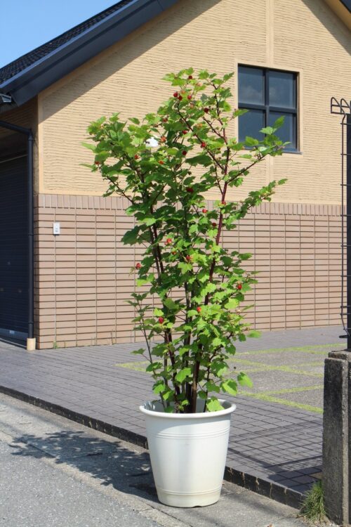 Rubus idaeus 'Raspberry Tower'®PBR - Obrázek 6