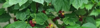 Rubus idaeus 'Raspberry Tower'®PBR - Obrázek 2