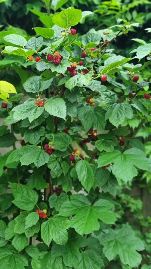 Rubus idaeus 'Raspberry Tower'®PBR - Obrázek 2