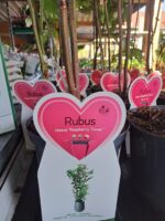 Rubus idaeus 'Raspberry Tower'®PBR - Obrázek 7