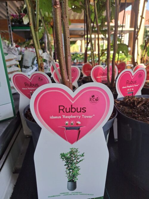 Rubus idaeus 'Raspberry Tower'®PBR - Obrázek 7
