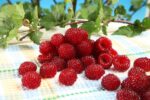 Rubus idaeus x 'Hararasp' (Raspbeary')® - Obrázek 5