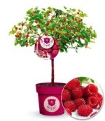 Rubus idaeus x 'Hararasp' (Raspbeary')®