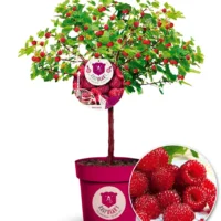 Rubus idaeus x 'Hararasp' (Raspbeary')®