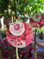 Rubus idaeus x 'Hararasp' (Raspbeary')® - Obrázek 6