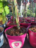 Rubus idaeus x 'Hararasp' (Raspbeary')® - Obrázek 7
