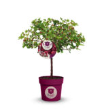 Rubus idaeus x 'Hararasp' (Raspbeary')® - Obrázek 4